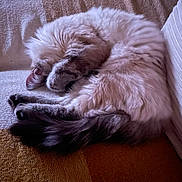 Alia a rejoint le concours — aidez-le/la à gagner de superbes lots ! cat, sleeping, fluffy, curled_up, couch, cozy, indoor, pet, fur, resting, relaxed, domestic_animal, whiskers, tail, animal, comfort, home, feline, nap, soft