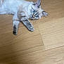 Alia participe au concours pour gagner de l'argent avec cette photo : cat, blue_eyes, fluffy, lying_down, wooden_floor, pet, animal, whiskers, curious, playful, tabby, indoor, fur, paw, close_up, relaxed, cute, domestic_cat, mammal, young_cat
