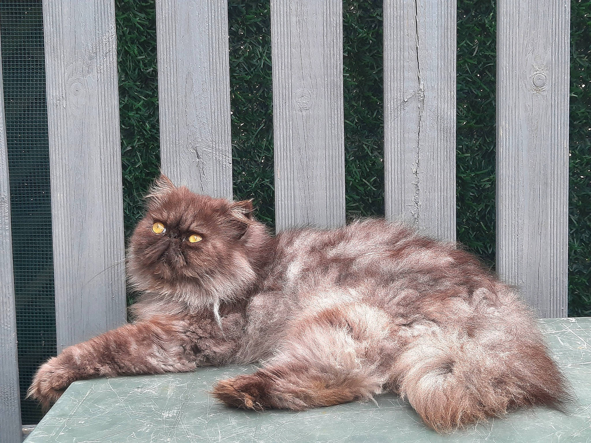 Shadow participe au concours pour gagner de l'argent avec cette photo : british_longhair, carnivore, cat, chair, claw, comfort, domestic_short_haired_cat, eye, fawn, felidae, fence, fur, grey, paw, small_to_medium_sized_cats, snout, tail, terrestrial_animal, whiskers, window