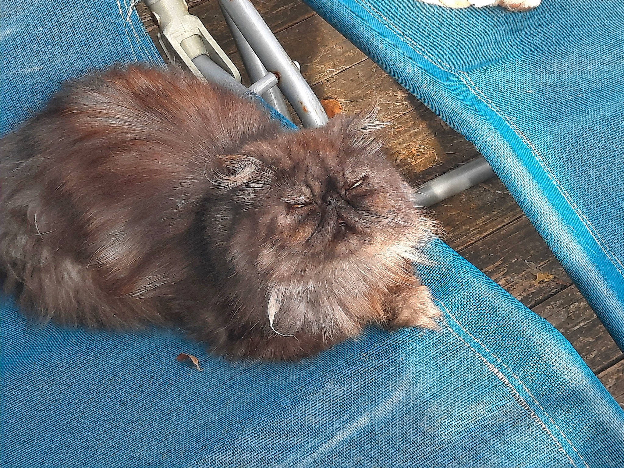 Shadow a rejoint le concours — aidez-le/la à gagner de superbes lots ! carnivore, comfort, companion_dog, dog, dog_breed, electric_blue, fawn, felidae, fur, kitchen_utensil, liver, pattern, shih_tzu, small_to_medium_sized_cats, snout, sporting_group, terrestrial_animal, toy_dog, whiskers, working_animal