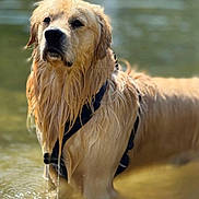 Uby participe au concours pour gagner de l'argent avec cette photo : animal, black_harness, calm, canine, close_up, daylight, dog, dripping, fur, golden_retriever, mammal, nature, outdoor, pet, portrait, shallow_water, standing, summer, water, wet_fur