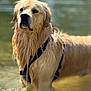 animal, black_harness, calm, canine, close_up, daylight, dog, dripping, fur, golden_retriever, mammal, nature, outdoor, pet, portrait, shallow_water, standing, summer, water, wet_fur
