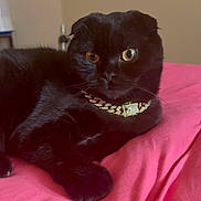 Hershey Kisses joined the competition — help win amazing prizes! animal, bed, black_cat, cat, cozy, cute, domestic_cat, eyes, feline, fur, gold_chain, household, indoor, jewelry, pet, pink_bedspread, portrait, relaxed, resting, whiskers