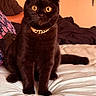 Hershey Kisses joined the competition — help win amazing prizes! cat, black_cat, golden_eyes, collar, bed, indoor, pet, feline, animal, curious, sitting, close_up, warm_lighting, fur, whiskers, domestic_cat, relaxed, person_in_background, furniture, home