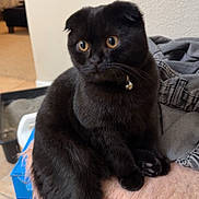Hershey Kisses joined the competition — help win amazing prizes! black_cat, scottish_fold, cat, pet, indoor, curious, feline, soft_texture, pink_surface, wide_eyes, sitting, fur, collar, bell, floor_tiles, clothing, box, litter_box, home, cozy