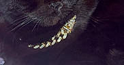Hershey Kisses is registered to the contest to win money with this photo: animal, black_cat, cat, chain, closeup, cozy, cute, domestic_cat, feline, fur, indoors, jewelry, pet, portrait, purple_blanket, relaxed, sleepy, soft_texture, whiskers, yellow_eyes