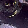 animal, black_cat, cat, chain, closeup, cozy, cute, domestic_cat, feline, fur, indoors, jewelry, pet, portrait, purple_blanket, relaxed, sleepy, soft_texture, whiskers, yellow_eyes