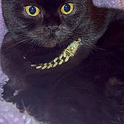 Hershey Kisses joined the competition — help win amazing prizes! animal, black_cat, cat, closeup, collar, cozy, cute, domestic_cat, feline, fur, gold_chain, golden_eyes, indoors, pet, portrait, purple_blanket, relaxed, resting, soft_blanket, whiskers