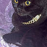 animal, black_cat, cat, chain, close_up, collar, cozy, cute, domestic, feline, fur, indoor, jewelry, pet, portrait, purple_blanket, relaxed, soft_texture, whiskers, yellow_eyes