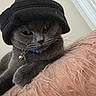 Marley joined the competition — help win amazing prizes! cat, gray_cat, hat, black_hat, pet, indoor, fluffy_surface, pink_texture, collar, bell, close_up, portrait, feline, animal, cute, cozy, relaxed, whiskers, soft_fur, domestic_cat