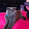 Marley joined the competition — help win amazing prizes! cat, scottish_fold, gray_cat, pet, indoor, bed, pink_bedspread, blue_collar, bell, stretching, feline, fluffy, tufted_headboard, decorative_pillows, cozy, relaxed, close_up, domestic_cat, animal, cute