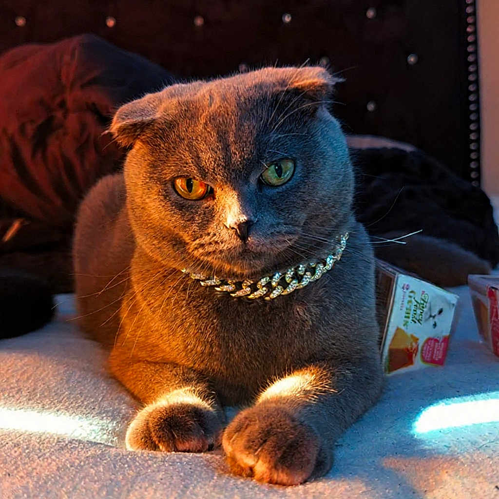 Marley is registered to the contest to win money with this photo: cat, gray_cat, folded_ears, bed, chain_collar, green_eyes, indoor, feline, pet, animal, portrait, cozy, lighting, headboard, resting, closeup, fur, whiskers, domestic_cat, household