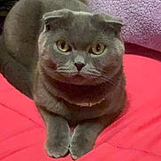 Marley is registered to the contest to win money with this photo: animal, bed, blanket, cat, cozy, cute, domestic_animal, feline, folded_ears, fur, gray_cat, indoor, looking_at_camera, pet, pillow, portrait, resting, scottish_fold, whiskers, yellow_eyes