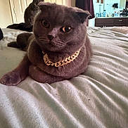 Marley joined the competition — help win amazing prizes! cat, gray_cat, bed, bedroom, chain, furniture, indoor, pet, animal, fur, relaxing, domestic_animal, curtains, door, mirror, cabinet, cozy, sleeping_area, background, two_cats