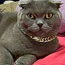 Marley is registered to the contest to win money with this photo: animal, bed, blanket, cat, closeup, collar, cute, domestic_animal, feline, fur, gold_chain, gray_cat, indoor, laying_down, pet, pillow, portrait, relaxed, scottish_fold, whiskers