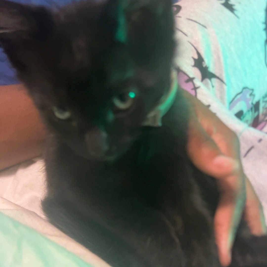 Ace is registered to the contest to win money with this photo: animal, bat_pattern, bed, bedding, black_kitten, blue_sheet, cat, close_up, cute, feline, hand, holding, indoor, pajamas, person, pet, resting, soft_light, wooden_floor, young_animal