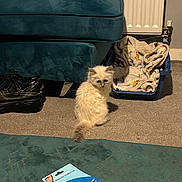 Pablo is registered to the contest to win money with this photo: blanket, blue, carpet, cat, cozy, cream, curious, domestic, floor, fur, furniture, indoor, kitten, pet, pet_bed, relaxed, shoes, small_animal, soft, young