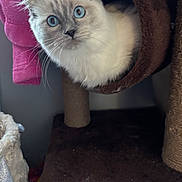 Miku is registered to the contest to win money with this photo: animal, blue_eyes, cat, cat_tree, close_up, cozy, curious, cute, domestic, feline, fluffy, fur, household, indoor, pet, pink_fabric, playful, resting, soft, whiskers
