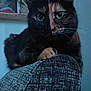 Shiva participe au concours pour gagner de l'argent avec cette photo : cat, tortoiseshell, green_eyes, indoor, couch, furniture, pet, animal, closeup, portrait, curious, whiskers, paw, home, relaxed, texture, plant, photo_frame, background, soft_light
