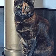 Shiva participe au concours pour gagner de l'argent avec cette photo : cat, tortoiseshell, green_eyes, animal, pet, feline, indoor, metallic_object, cylindrical_object, sitting, whiskers, fur, alert, portrait, closeup, domestic_animal, cute, mammal, household, looking
