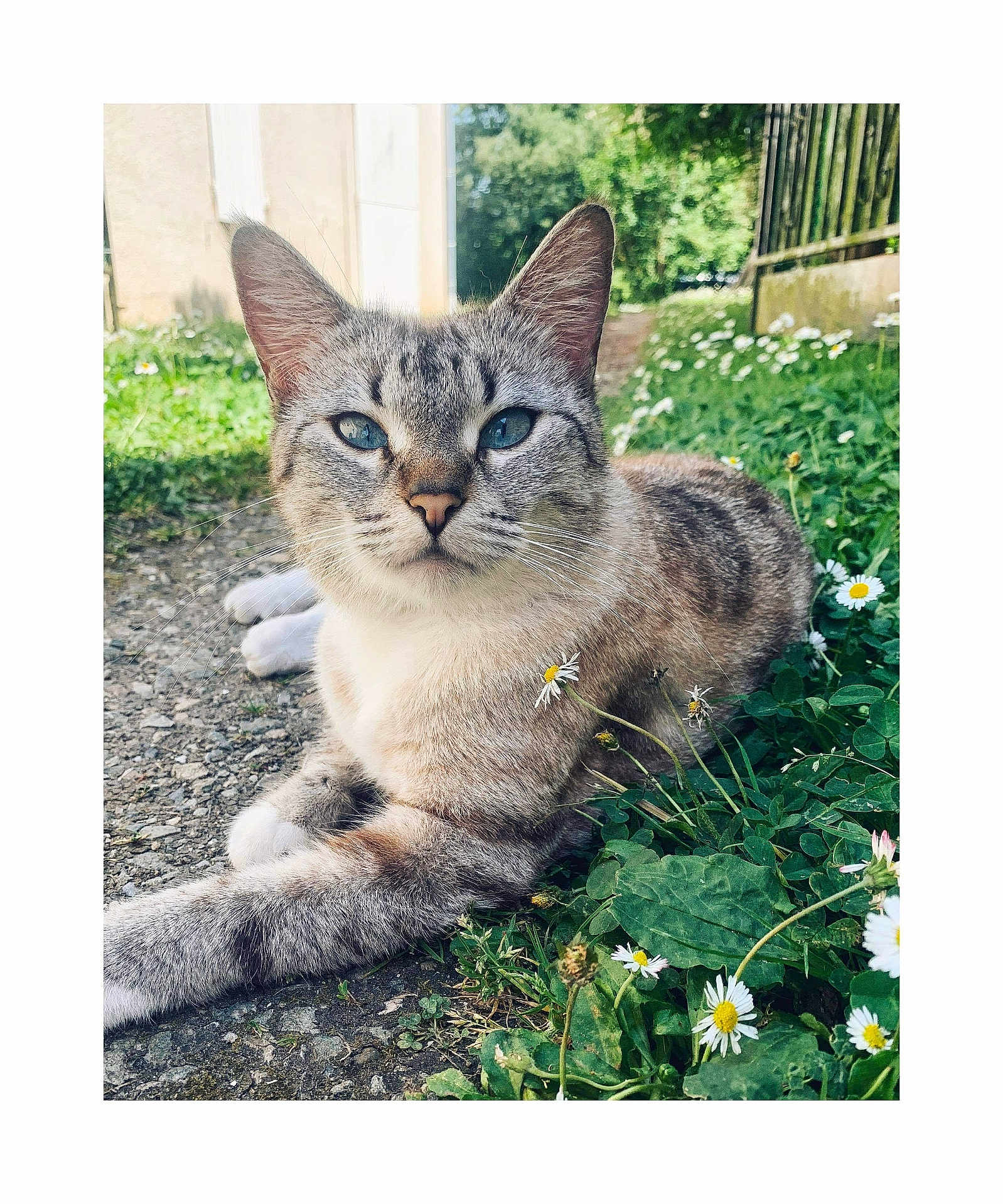 Vodka participe au concours pour gagner de l'argent avec cette photo : cat, feline, blue_eyes, whiskers, paws, close_up, outdoor, garden, daisies, grass, clover, fur, relaxed, portrait, greenery, path, fence, sunlight, ground, nature