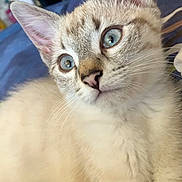 Vodka a rejoint le concours — aidez-le/la à gagner de superbes lots ! cat, kitten, blue_eyes, whiskers, fur, ears, closeup, portrait, paw, blanket, bedding, indoor, pet, curious, gaze, nose, young_animal, soft_texture, striped_fur, relaxed