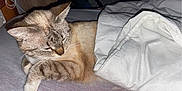 Vodka a rejoint le concours — aidez-le/la à gagner de superbes lots ! cat, pet, feline, bedding, blanket, bed, sleeping, whiskers, paw, fur, indoor, cozy, domestic, portrait, closeup, sleeping_cat, duvet, white_blanket, relaxed, ears