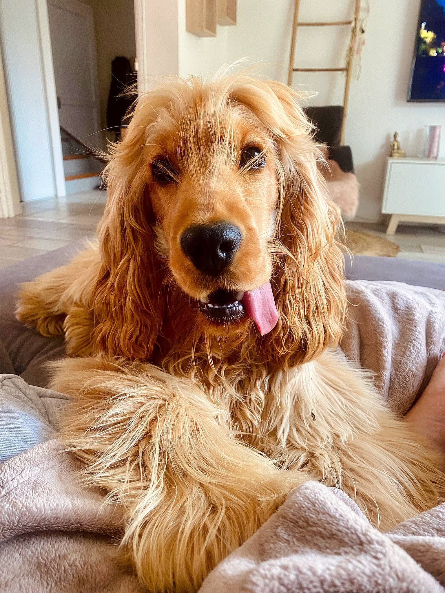 Sirius participe au concours pour gagner de l'argent avec cette photo : canidae, carnivore, companion_dog, dog, dog_breed, dog_collar, dog_supply, door, ear, flooring, fur, liver, pet_supply, picture_frame, shout, snout, sporting_group, water_dog, wood, working_animal