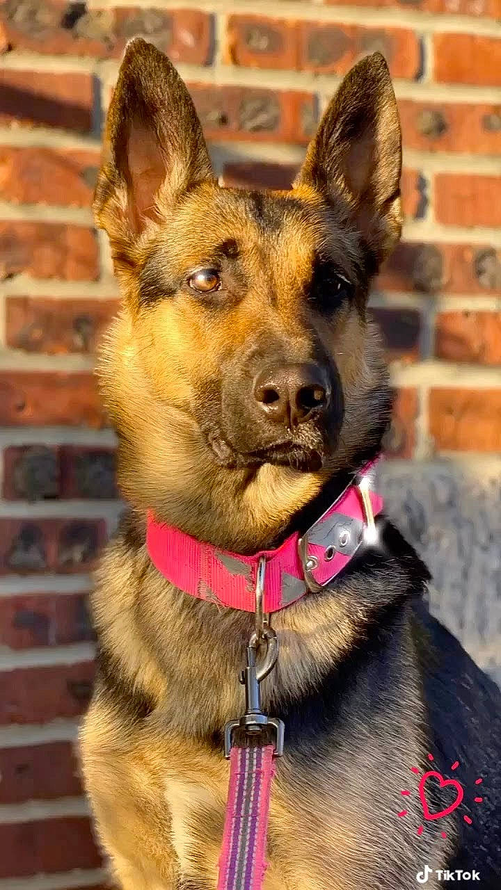 Chelsea is registered to the contest to win money with this photo: bohemian_shepherd, canidae, carnivore, collar, dog, dog_breed, dog_collar, east_european_shepherd, fawn, german_shepherd_dog, king_shepherd, kunming_wolfdog, mammal, old_german_shepherd_dog, police_dog, rare_breed_dog, shiloh_shepherd_dog, snout, vertebrate, working_dog