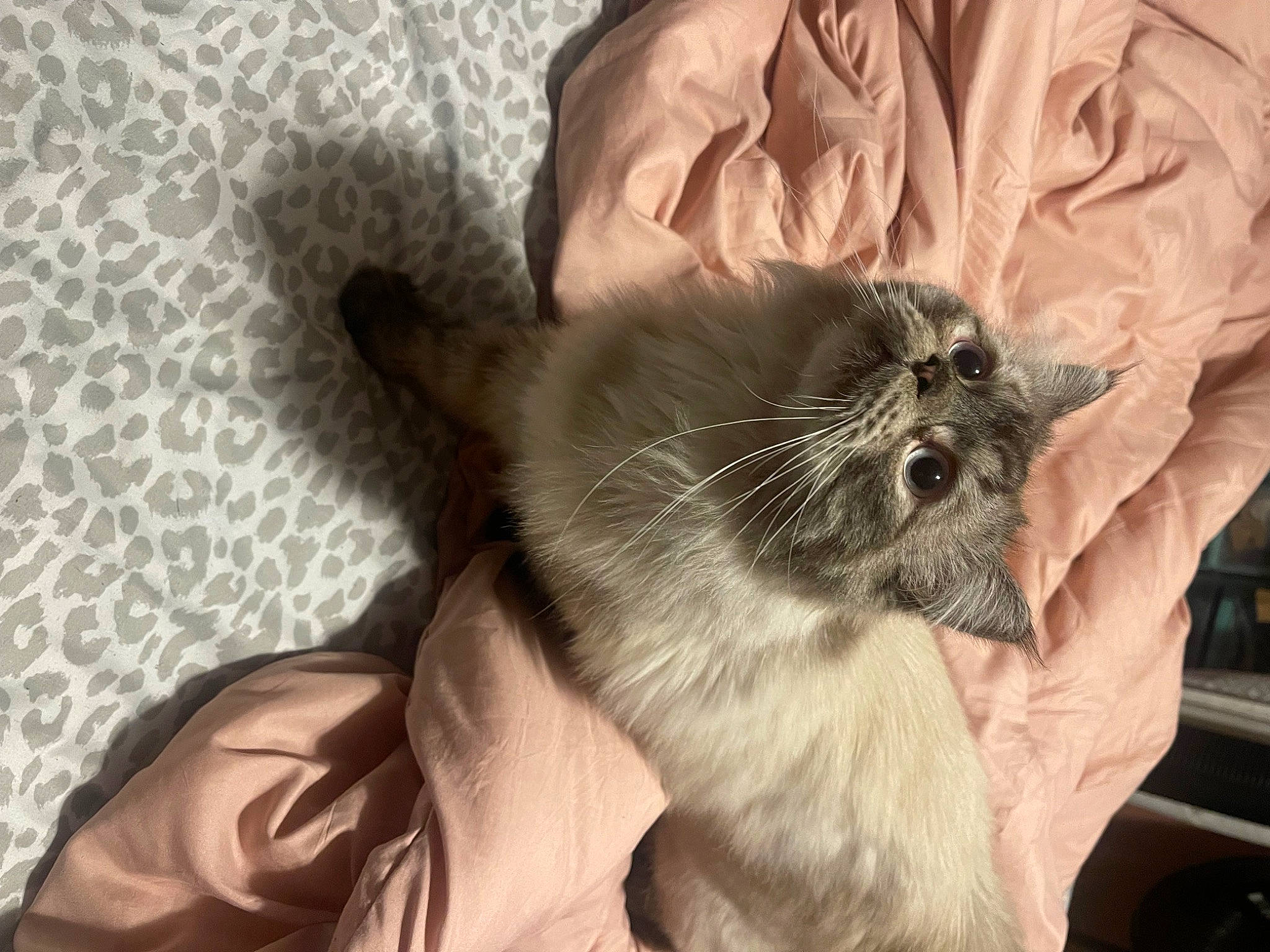 Leon joined the competition — help win amazing prizes! balinese, birman, carnivore, cat, claw, comfort, domestic_short_haired_cat, ear, fang, fawn, felidae, fur, gesture, nail, paw, small_to_medium_sized_cats, thai, tonkinese, whiskers