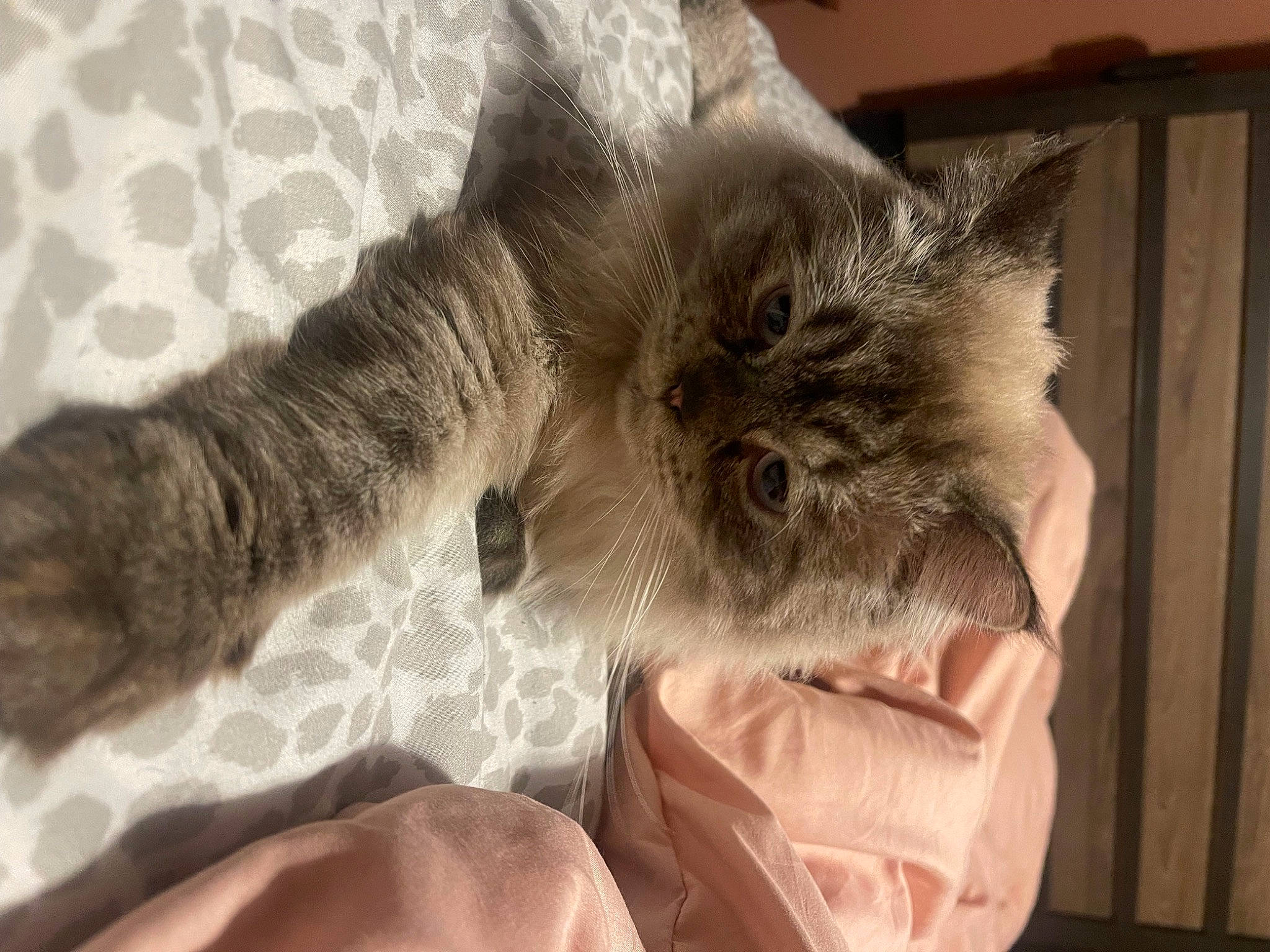 Leon joined the competition — help win amazing prizes! carnivore, cat, claw, comfort, domestic_short_haired_cat, ear, fawn, felidae, fur, gesture, glasses, grey, paw, small_to_medium_sized_cats, snout, tail, whiskers