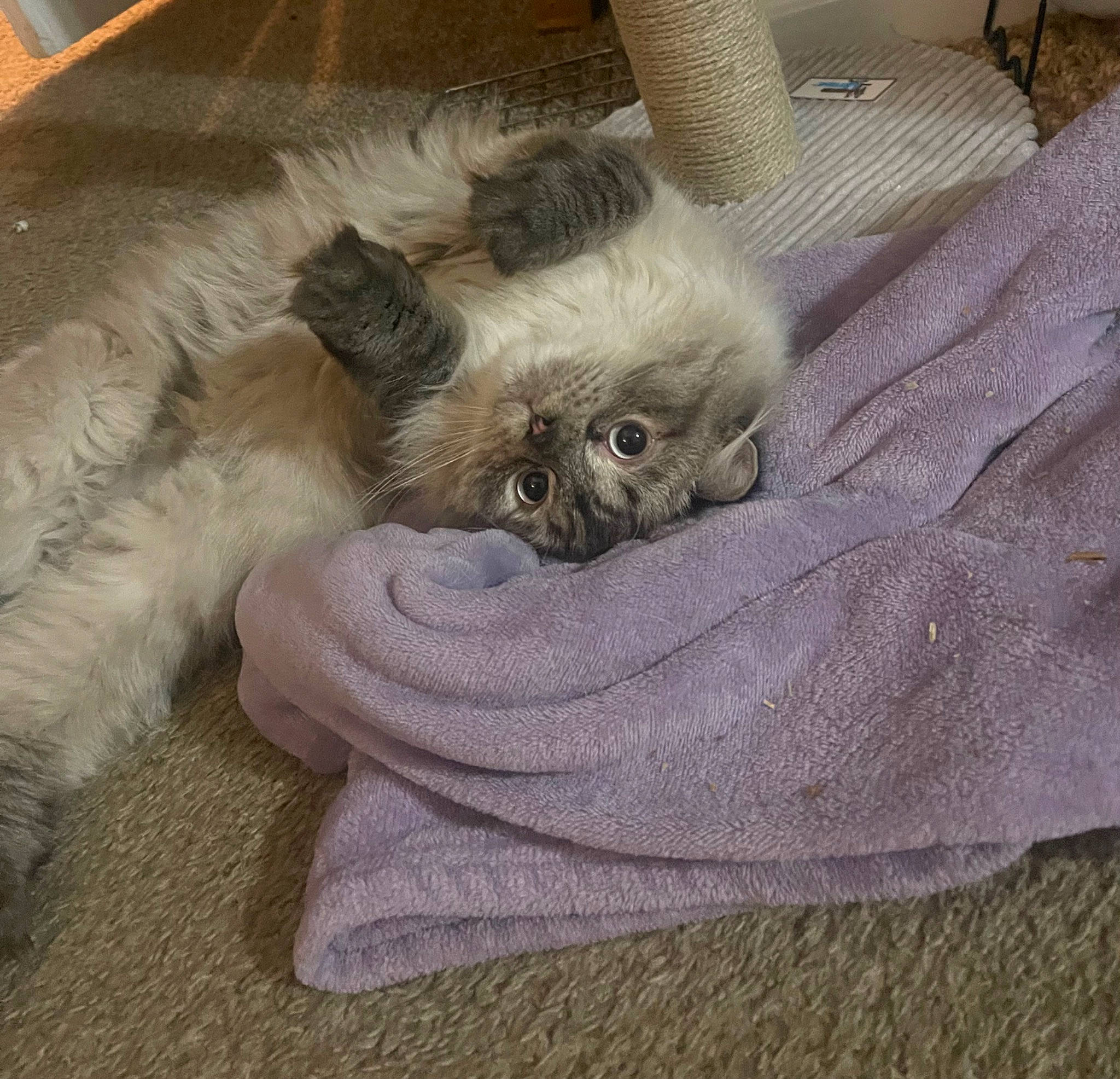 Leon joined the competition — help win amazing prizes! canidae, carnivore, cat, cat_supply, comfort, companion_dog, dog_breed, fawn, felidae, fur, grey, linens, liver, nap, paw, small_to_medium_sized_cats, sporting_group, tail, terrestrial_animal, whiskers