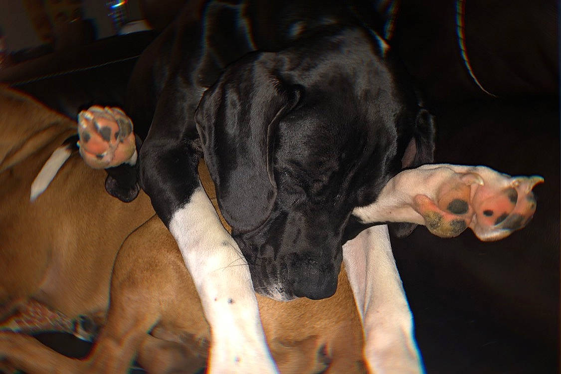 Hazel is registered to the contest to win money with this photo: canidae, carnivore, collar, comfort, companion_dog, dog, dog_breed, dog_supply, ear, event, fawn, fur, guard_dog, liver, pet_supply, snout, sporting_group, tail, whiskers, working_animal