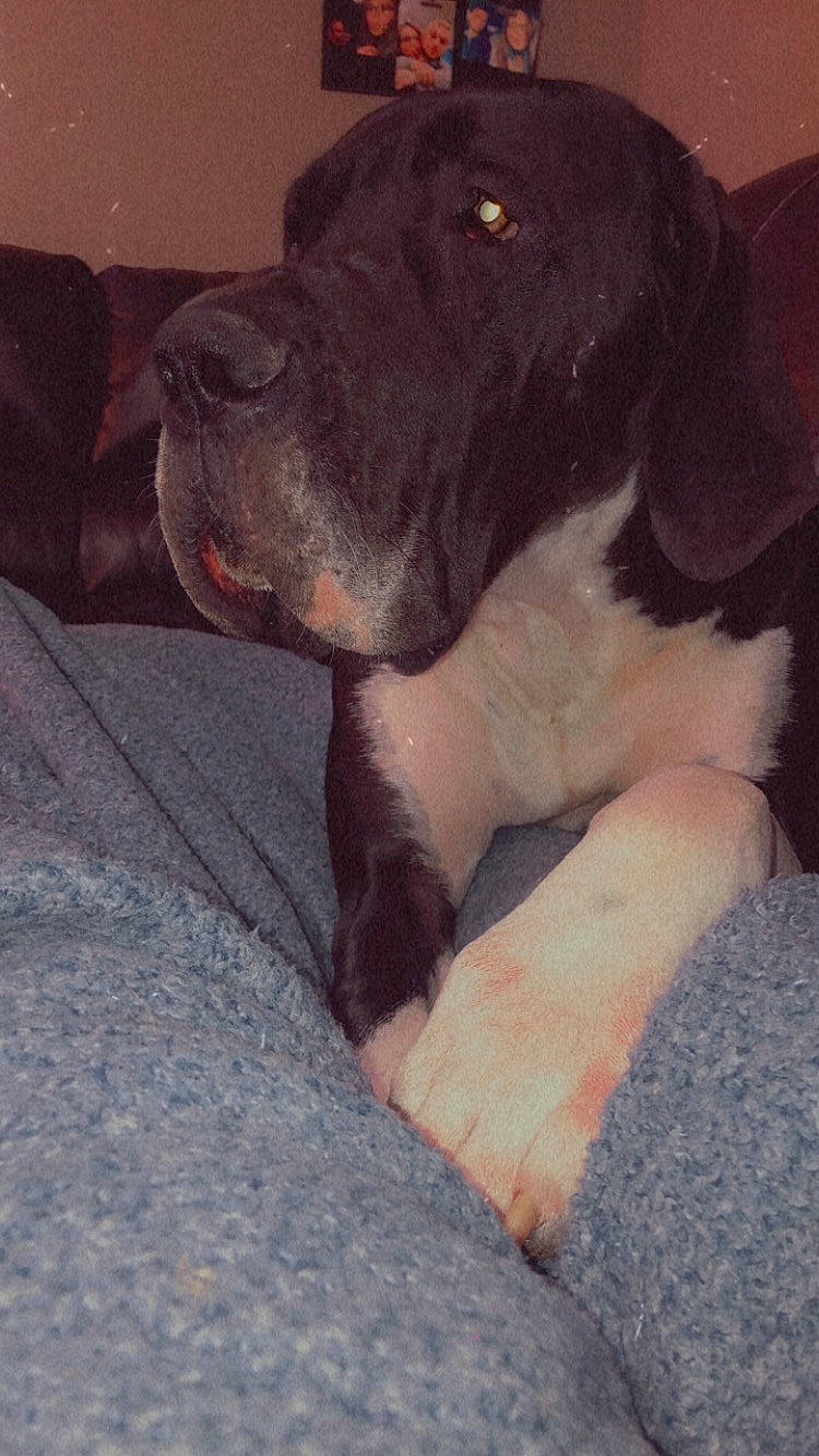 Hazel is registered to the contest to win money with this photo: art, borador, canidae, carnivore, companion_dog, dog, dog_breed, fawn, fur, hunting_dog, liver, non_sporting_group, paw, puppy, sitting, sporting_group, tail, terrestrial_animal, working_animal, working_dog