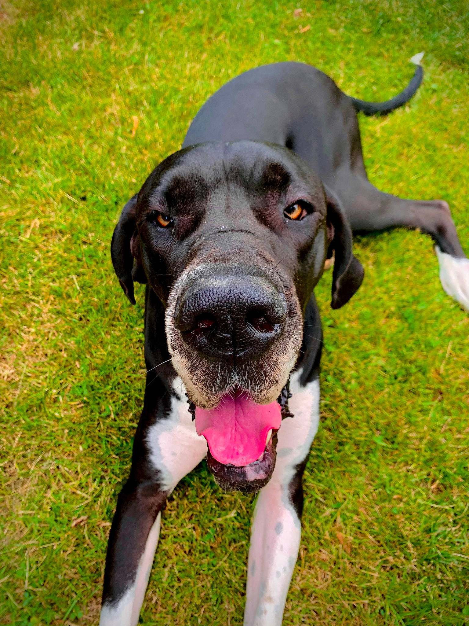 Hazel is registered to the contest to win money with this photo: borador, canidae, carnivore, collar, companion_dog, dog, dog_breed, dog_collar, ear, fawn, grass, gun_dog, liver, plant, pointing_breed, snout, sporting_group, whiskers, working_animal, working_dog