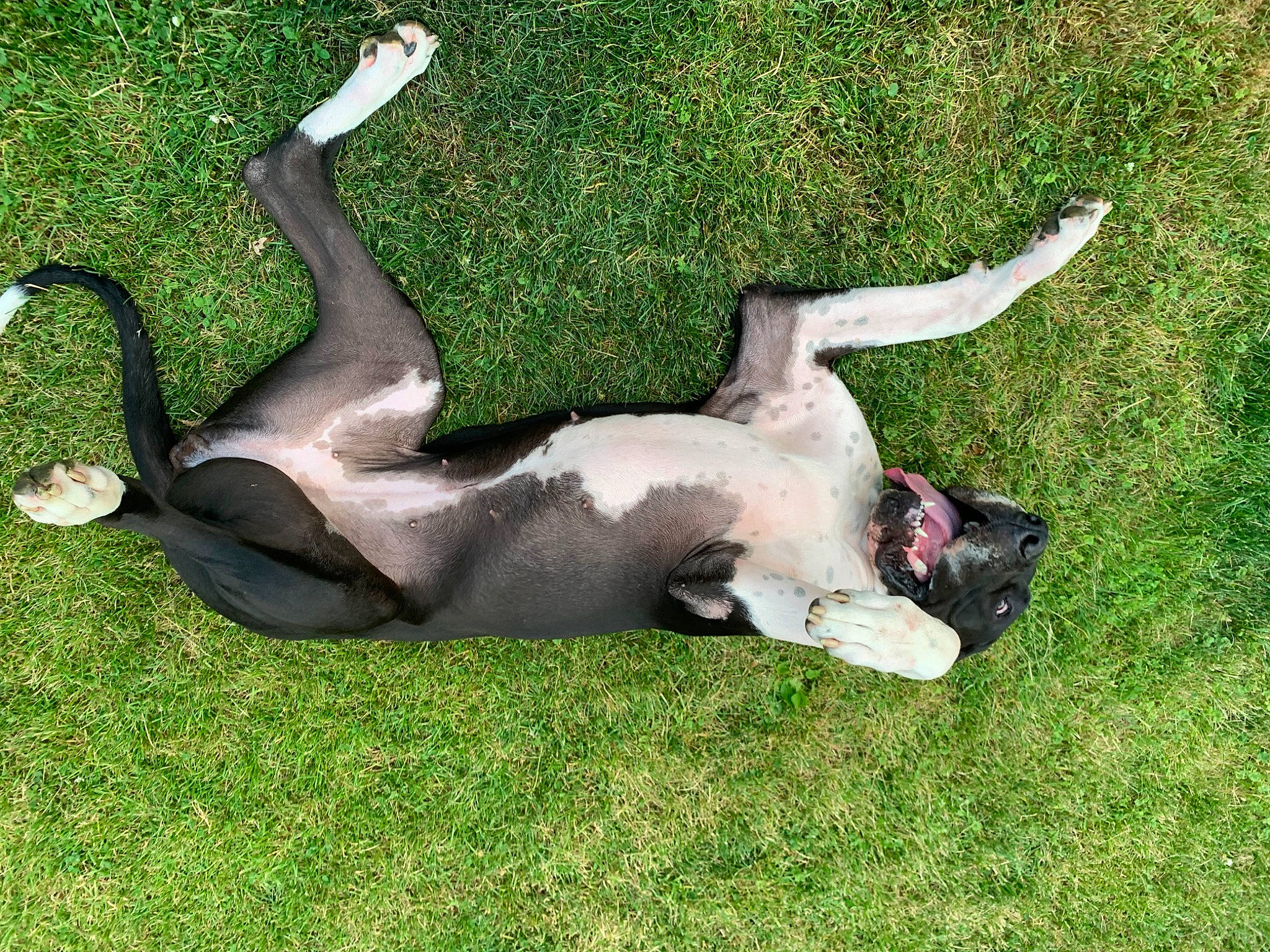 Hazel joined the competition — help win amazing prizes! comfort, companion_dog, dog, dog_breed, fawn, grass, grassland, human_leg, leisure, pasture, plant, recreation, shadow, tail, tree