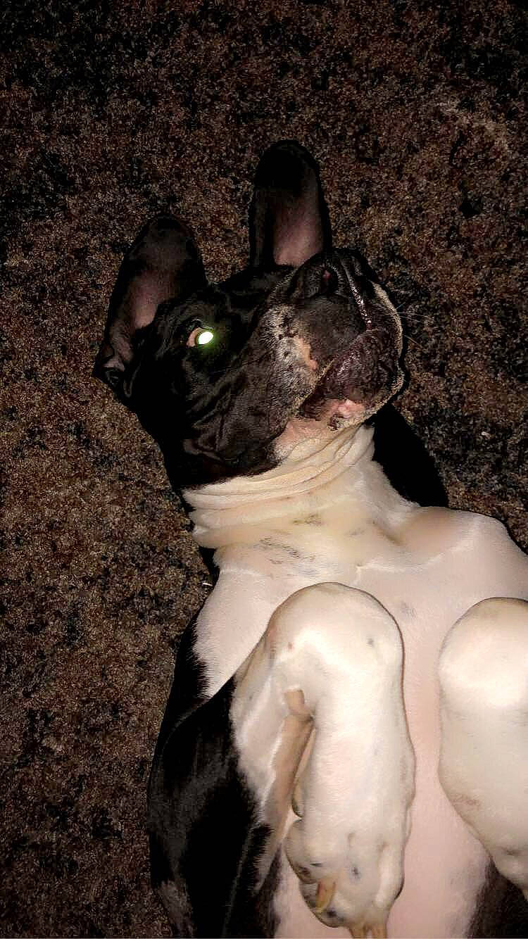 Hazel joined the competition — help win amazing prizes! boston_terrier, bulldog, canidae, carnivore, companion_dog, dog, dog_breed, dog_collar, ear, eye, fawn, head, human_body, leg, personal_protective_equipment, snout, sporting_group, toy_dog, whiskers, working_animal