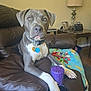 blanket, canine, collar, dog, domestic_animal, floor, furniture, household, indoor, lamp, leather_chair, living_room, paw, pet, photo_frame, purple, relaxed, seated, table, toy