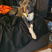 Kash joined the competition — help win amazing prizes! bed, black_blanket, blanket, carpet, casual, collar, curtains, digital_clock, dog, dressed, furniture, home, indoor, living_room, orange_blanket, pet, photo_frames, relaxed, resting, wooden_floor