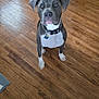 alert, animal, canine, collar, companion, curious, dog, domestic_animal, ears, floor, fur, gray_dog, home, house, indoor, looking_up, pet, sitting, white_paws, wooden_floor