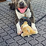 dog, smiling, tongue_out, plush_toy, rug, indoor, pet, collar, leash, paw, happy, closeup, floor, texture, animal, domestic, playful, canine, resting, foot