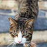 animal, blurred_background, cat, close_up, curious, cute, face, feline, focused, green_eyes, mammal, nature, outdoor, pet, portrait, stone_pavement, striped_fur, tabby_cat, walking, whiskers