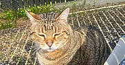 Kikou participe au concours pour gagner de l'argent avec cette photo : cat, tabby, outdoor, sunlight, shadows, fence, gravel, pet, animal, striped, sitting, closeup, nature, daylight, whiskers, ears, fur, relaxed, cute, domestic