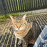 cat, tabby, outdoor, sunlight, shadows, fence, gravel, pet, animal, striped, sitting, closeup, nature, daylight, whiskers, ears, fur, relaxed, cute, domestic
