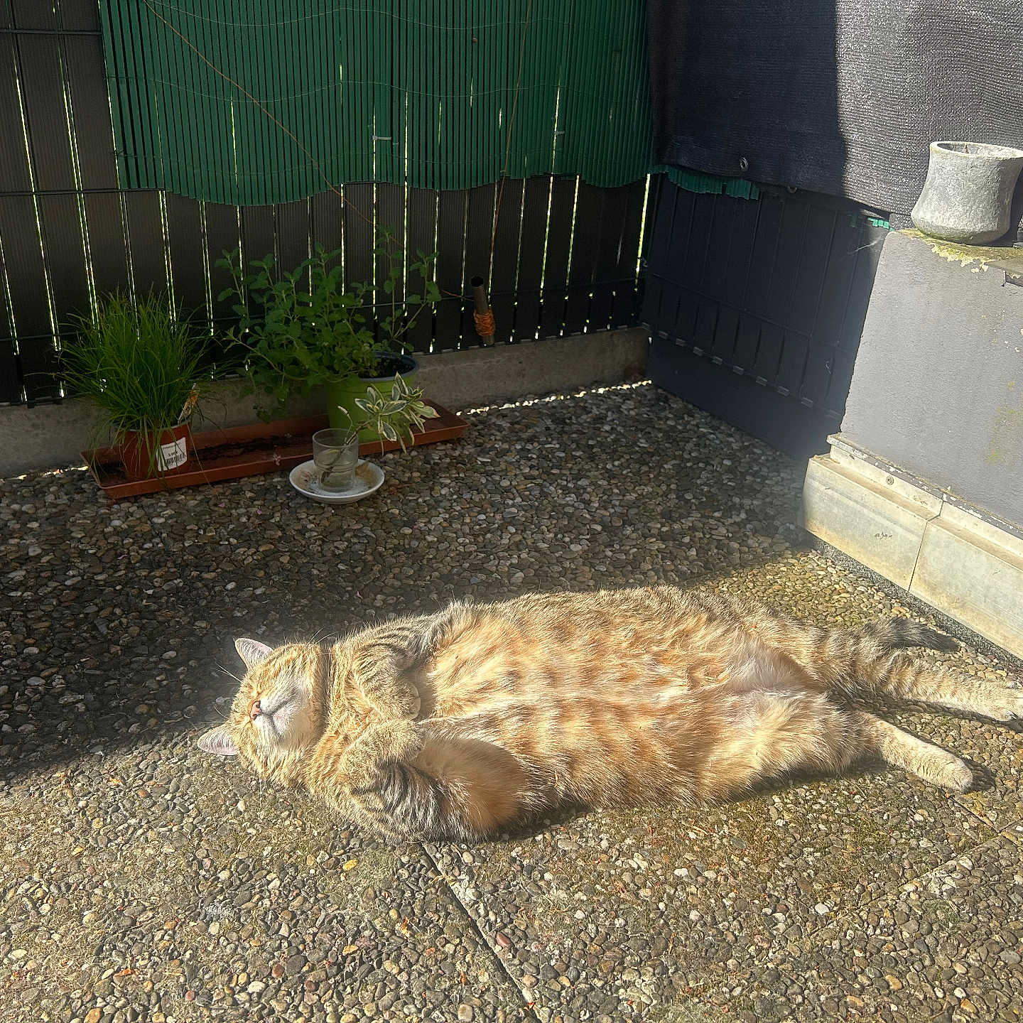 Kikou participe au concours pour gagner de l'argent avec cette photo : cat, tabby_cat, sunbathing, outdoor, patio, plants, potted_plants, fence, relaxing, sunlight, pebble_floor, sleeping, animal, pet, fluffy, striped, nature, daylight, cozy, resting