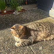 Kikou a rejoint le concours — aidez-le/la à gagner de superbes lots ! cat, tabby_cat, sunlight, outdoor, patio, pebble, plant, potted_plant, leaf, relaxing, feline, animal, pet, nature, shadow, texture, daylight, quiet, resting, closeup