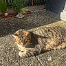 cat, tabby_cat, sunlight, outdoor, patio, pebble, plant, potted_plant, leaf, relaxing, feline, animal, pet, nature, shadow, texture, daylight, quiet, resting, closeup