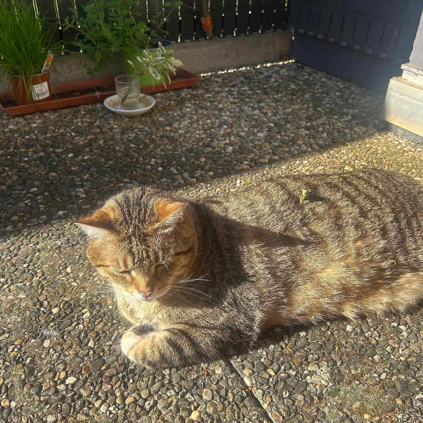 Kikou a rejoint le concours — aidez-le/la à gagner de superbes lots ! cat, tabby_cat, sunlight, outdoor, patio, pebble, plant, potted_plant, leaf, relaxing, feline, animal, pet, nature, shadow, texture, daylight, quiet, resting, closeup