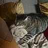 Kikou participe au concours pour gagner de l'argent avec cette photo : cat, tabby_cat, couch, pillow, blanket, indoor, pet, furniture, striped, cozy, resting, animal, soft, comfort, relaxed, domestic_cat, feline, household, living_room, cute