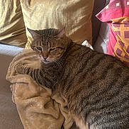 Kikou participe au concours pour gagner de l'argent avec cette photo : cat, tabby_cat, blanket, couch, pillow, indoor, relaxed, feline, pet, striped, cozy, resting, soft_texture, home, comfort, animal, fur, whiskers, sleepy, living_room